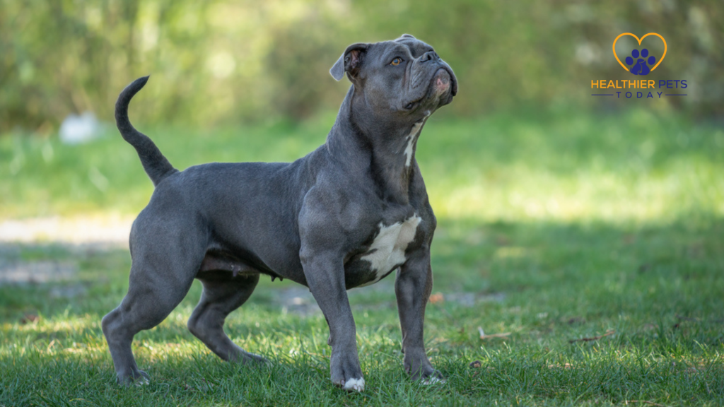 Olde English bullogge looking up // Healthier Pets Today