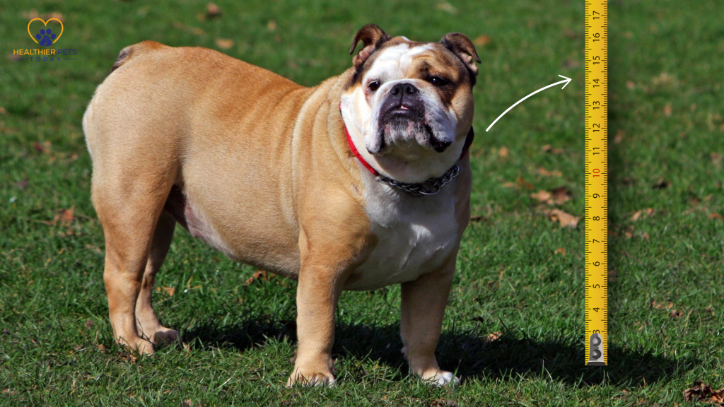 Ruler showing how short bulldog's are // Healthier Pets Today