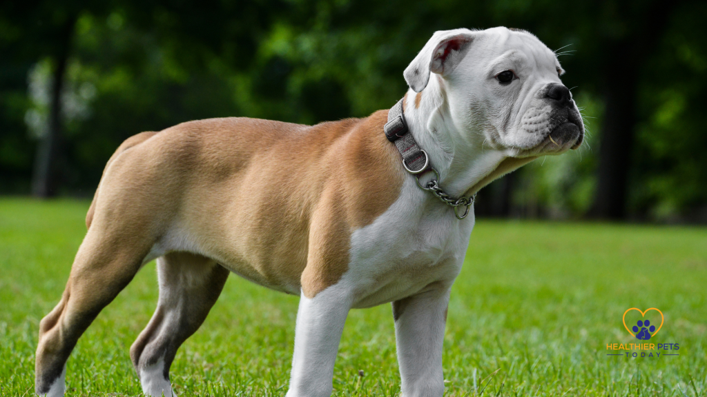 Victorian bulldog looking to the side // Healthier Pets Today