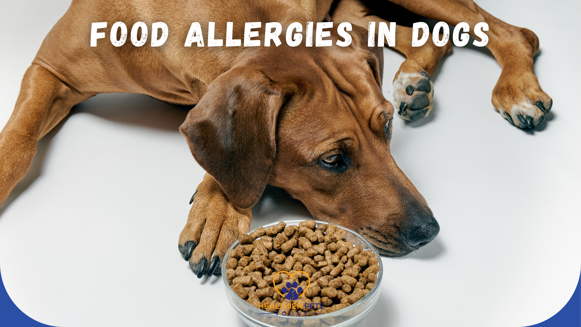 A brown dog lying down with its head resting near a bowl of kibble, with the text “FOOD ALLERGIES IN DOGS” at the top // Healthier Pets Today