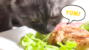 Close-up of a black cat sniffing a plate with chicken and lettuce, with a speech bubble saying “Yum!”. // Healthier Pets Today