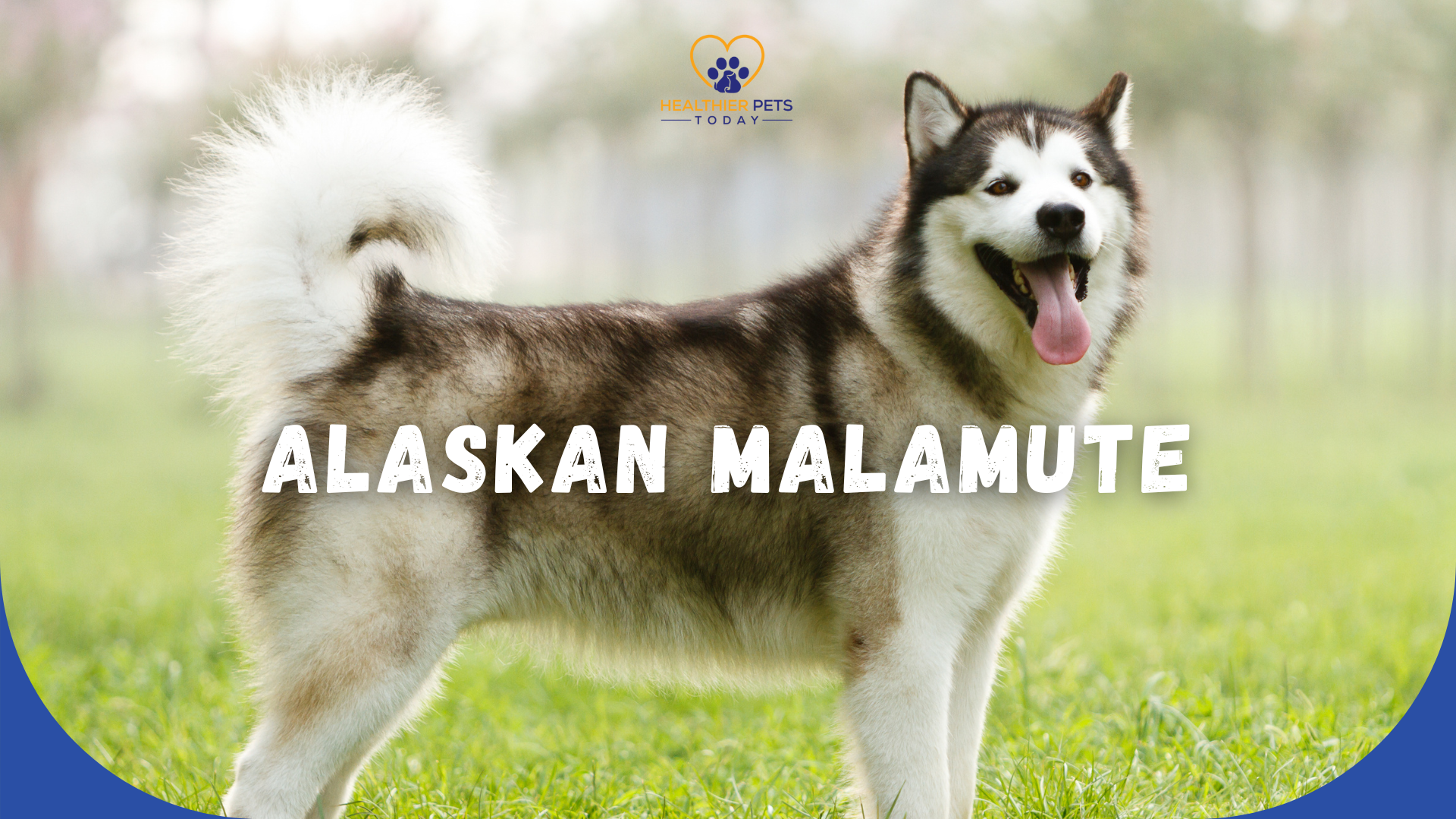 Alaskan Malamute standing on green grass looking back with text overlay of breed name and Healthier Pets Today logo // Healthier PetsToday