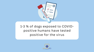Can dogs get COVID? Stat answers 1-3% of dogs exposed to COVID-positive humans have tested positive for the virus // Healthier Pets Today
