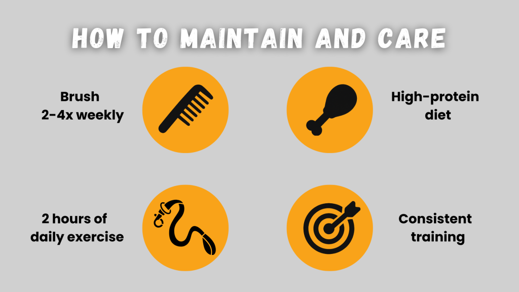 How to maintain and care infographic with icons for brushing, high-protein diet, daily exercise, and consistent training // Healthier PetsToday