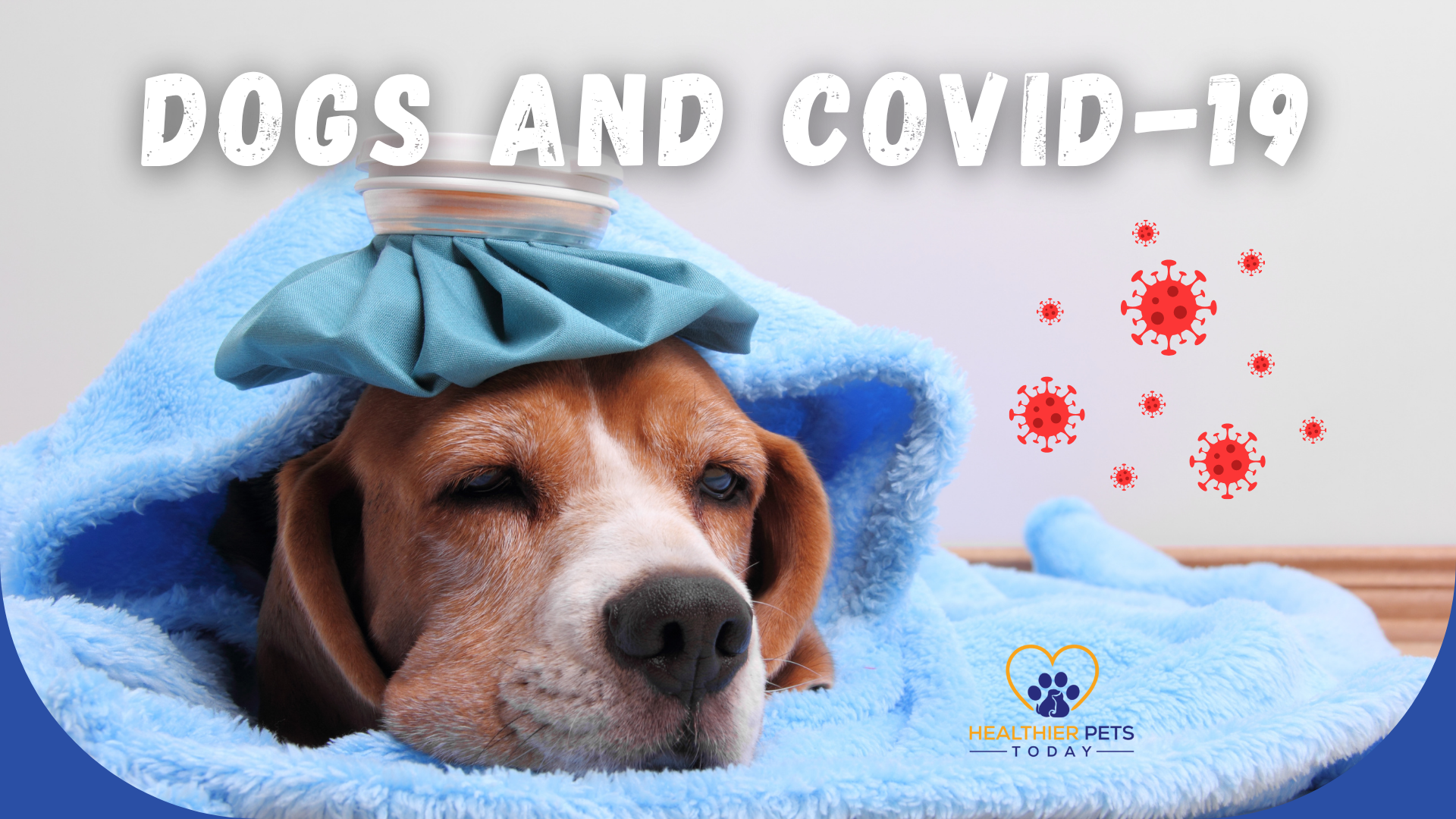 Dogs and COVID-19: a sick dog with an ice pack on its head wrapped in a blue blanket with virus icons around // Healthier Pets Today