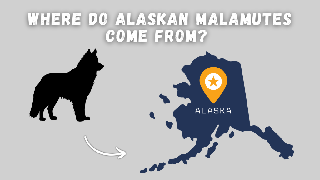Where do Alaskan Malamutes come from infographic showing dog silhouette and Alaska map with location pin // Healthier PetsToday