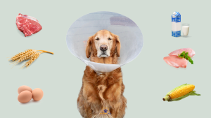 A golden retriever wearing a cone collar surrounded by common dog food allergens, including raw meat, milk, chicken, corn, eggs, and wheat // Healthier Pets Today