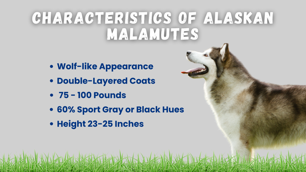 Characteristics of Alaskan Malamutes infographic listing wolf-like appearance, double coats, weight, color, and height next to a happy Malamute // Healthier PetsToday
