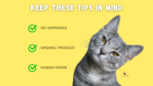 Gray cat tilting its head with the text “Keep These Tips in Mind” and a checklist: vet-approved, organic produce, and human-grade. // Healthier Pets Today