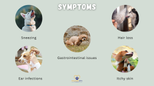 A green background infographic showing symptoms of food allergies in dogs with labeled images: sneezing, gastrointestinal issues, hair loss, ear infections, and itchy skin // Healthier Pets Today