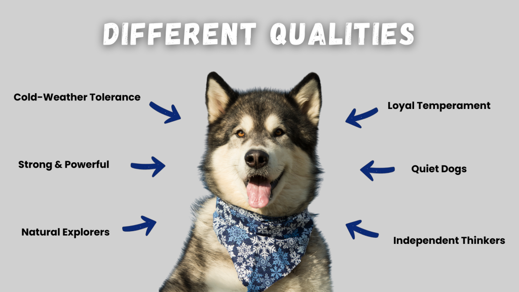 Different qualities of Alaskan Malamutes infographic with arrows pointing to traits like loyal, quiet, independent, strong, cold-weather tolerant, and natural explorers around Malamute face // Healthier PetsToday