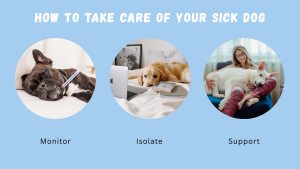 How to take care of your sick dog: monitor, isolate, support, with images of dogs resting, alone, and cuddling with their owner // Healthier Pets Today