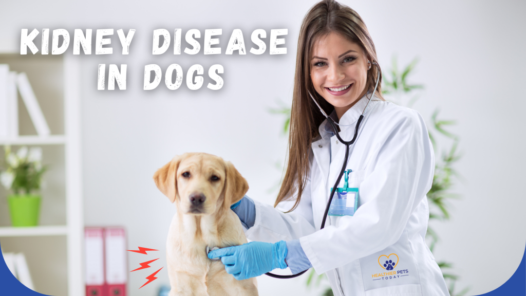 Female veterinarian examining a Labrador Retriever puppy with a stethoscope, text reads "Kidney Disease in Dogs" // Healthier Pets Today