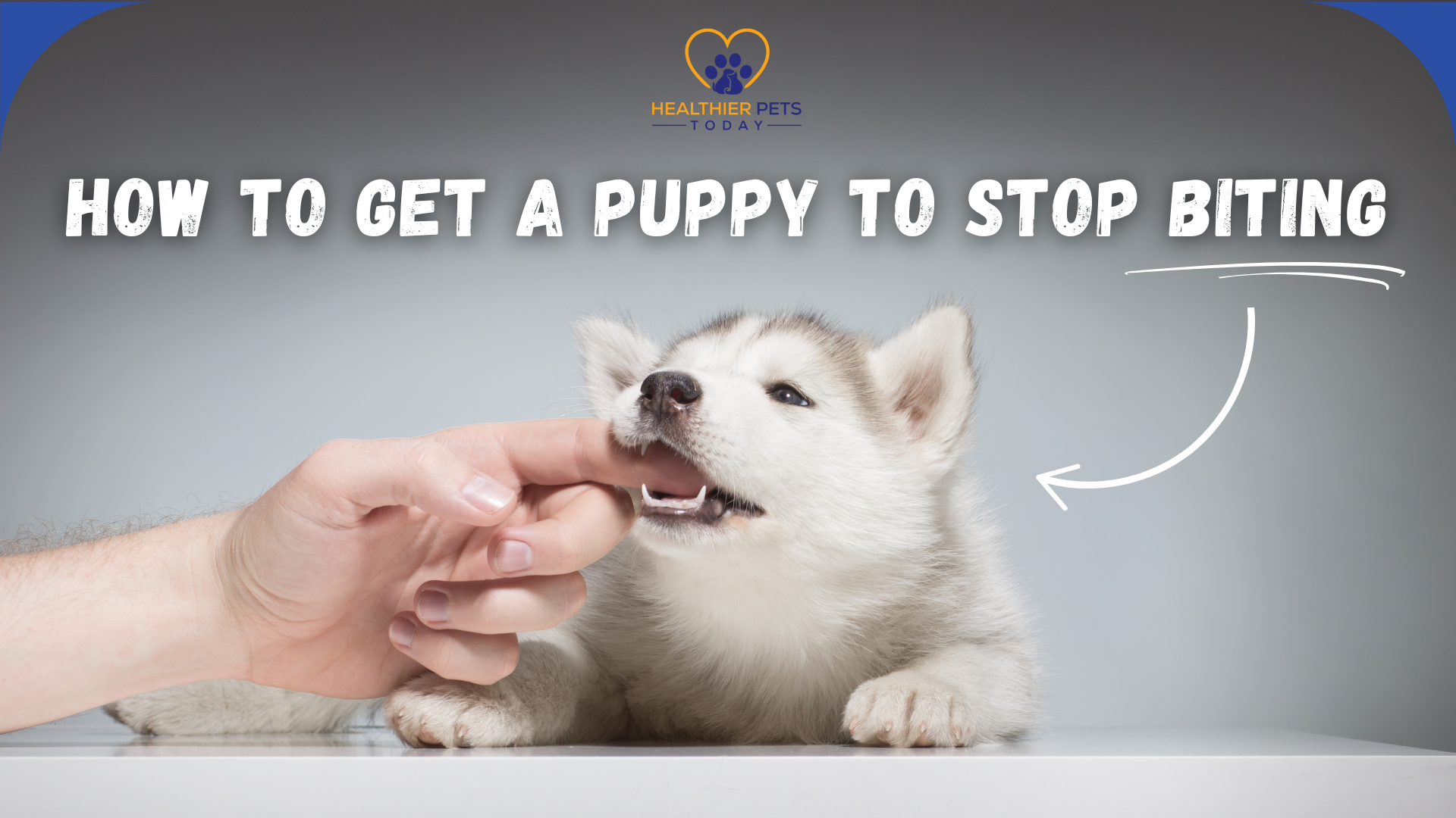 A husky puppy gently biting a person’s finger with text that reads “How to Get Puppy to Stop Biting.” // Healthier Pets Today