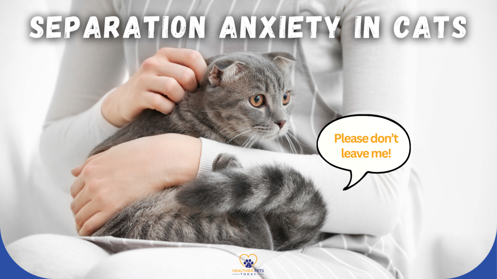 A gray cat with folded ears being held closely by a person in a white sweater, looking anxious. A speech bubble says, “Please don’t leave me!” with the title “Separation Anxiety in Cats” above. // Healthier Pets Today