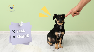 A black and tan dog sitting on the floor looking up while a person points at it. A note reads “✘ Yell ✘ Smack” as common mistakes to avoid when training. // Healthier Pets Today