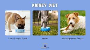 Three images showing kidney-friendly diet tips for dogs: a French Bulldog eating low-protein food, a Greyhound drinking water, and a Jack Russell Terrier chewing a vet-approved treat // Healthier Pets Today