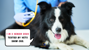 Black and white Border Collie lying down while being examined by a veterinarian, speech bubble reads "1 in 3 senior dogs tested by vets show CKD" // Healthier Pets Today