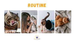 Four images showing cat routines: a tabby cat licking its lips while eating, a woman cuddling a fluffy gray-and-white cat, a cat playing with a toy ball near a tunnel, and an orange cat relaxing on a bed. The word “ROUTINE” is displayed above. // Healthier Pets Today