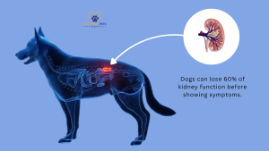 Illustration of a dog’s body showing highlighted kidneys with a magnified kidney graphic, text reads "Dogs can lose 60% of kidney function before showing symptoms" // Healthier Pets Today