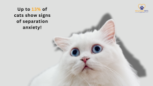 A white fluffy cat with big blue eyes looking wide-eyed and surprised. Text reads “Up to 13% of cats show signs of separation anxiety!” // Healthier Pets Today