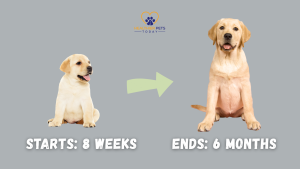 A Labrador puppy on the left and a grown Labrador on the right with an arrow between them. Text reads “Starts: 8 weeks – Ends: 6 months,” describing the puppy biting phase. // Healthier Pets Today