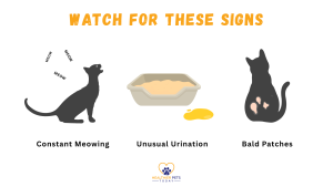 Three illustrated signs of separation anxiety in cats: a cat meowing with “MEOW” text, a litter box with urine outside, and a cat with bald patches on its back. The text above says “WATCH FOR THESE SIGNS.” // Healthier Pets Today