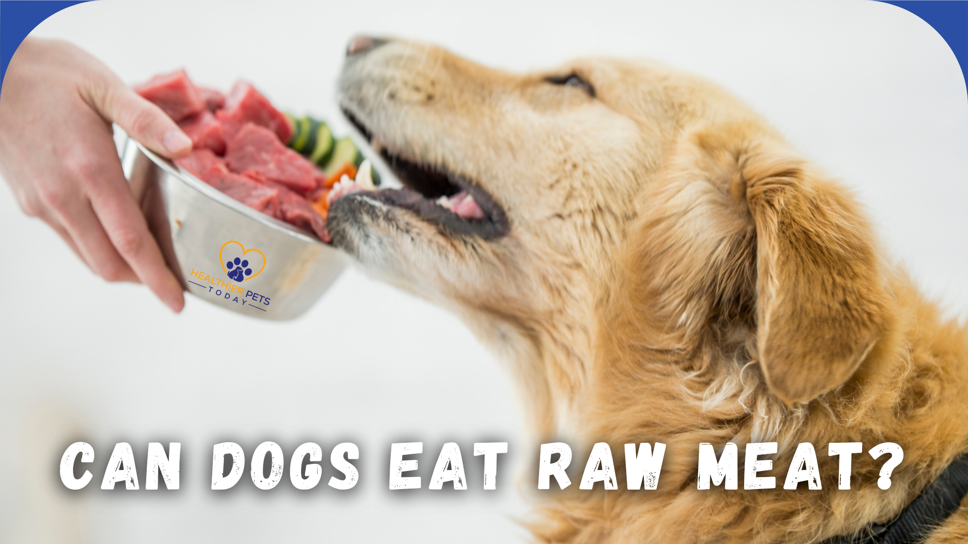 Golden retriever being offered a bowl of raw meat and vegetables with the text “Can Dogs Eat Raw Meat?” and the Healthier Pets Today logo. // Healthier Pets Today