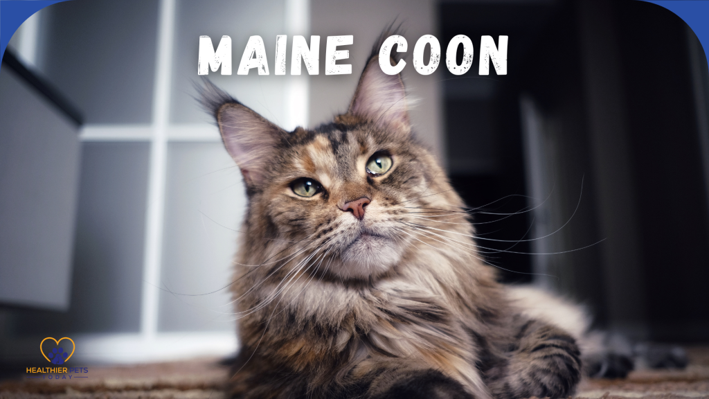 Close-up of a Maine Coon cat with a long, fluffy coat and green eyes, lying indoors with the title “Maine Coon” in bold white text at the top. // Healthier Pets Today