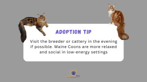 Graphic with two Maine Coon cats sitting on a white banner. The banner reads “Adoption Tip: Visit the breeder or cattery in the evening if possible. Maine Coons are more relaxed and social in low-energy settings.” // Healthier Pets Today