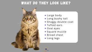 Image of a Maine Coon cat sitting next to a text list titled “What Do They Look Like?” with traits: Large body, Long bushy tail, Shaggy double coat, Tufted ears, Oval eyes, Square muzzle, Broad chest, Long legs. // Healthier Pets Today