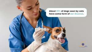 A veterinarian in blue scrubs applying ear drops to a small brown and white dog. Text in a speech bubble reads: “About 20% of dogs seen by vets have some form of ear disease.” // Healthier Pets Today