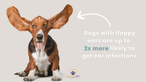 A basset hound with long floppy ears stretched out sideways. Text on the right says: “Dogs with floppy ears are up to 2x more likely to get ear infections.” // Healthier Pets Today