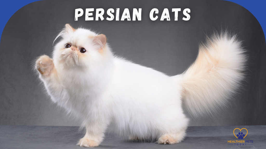 White Persian cat standing with one paw raised against a gray background. Text reads “PERSIAN CATS.” Healthier Pets Today logo at the bottom right. // Healthier Pets Today