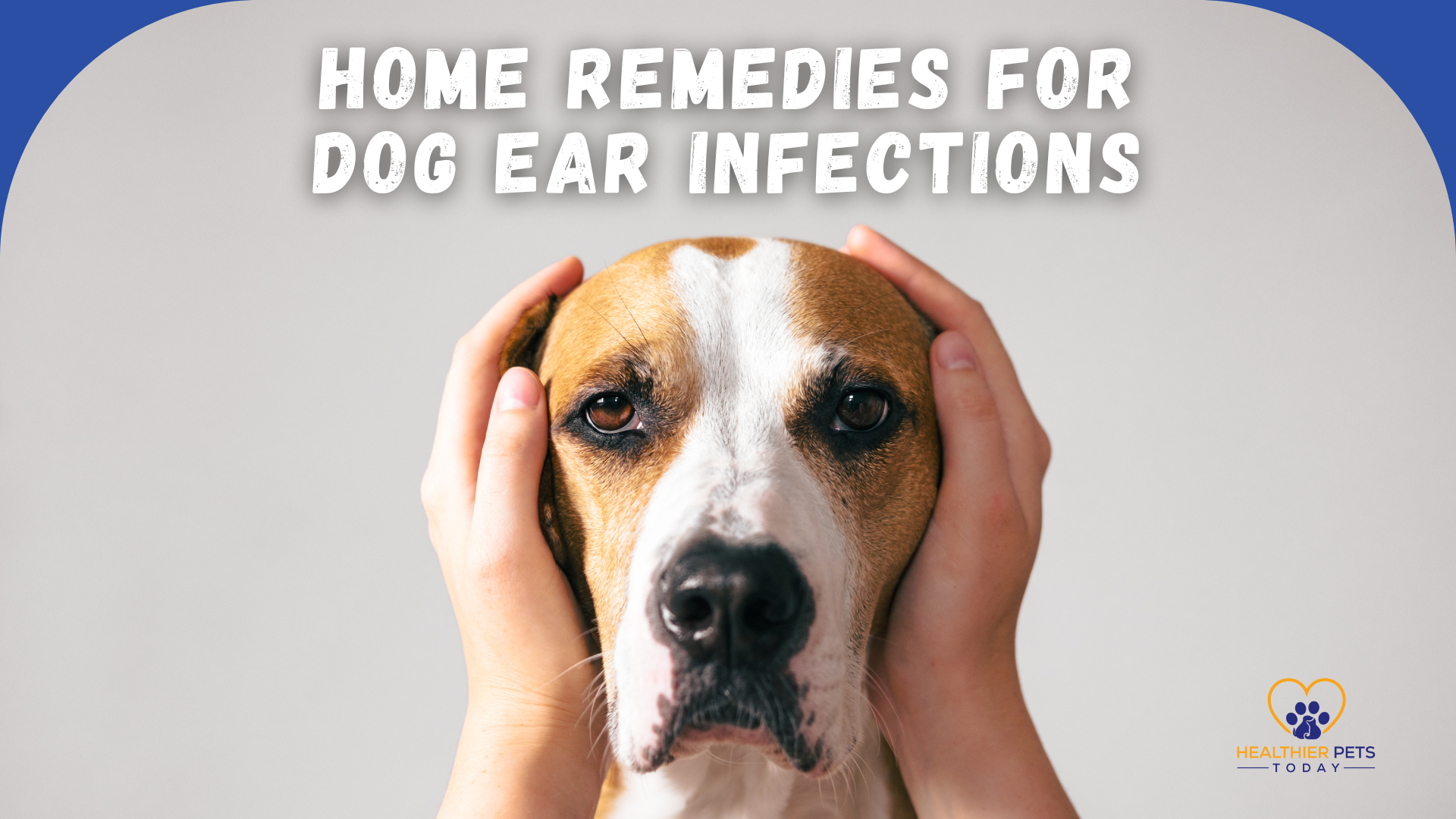 A close-up of a brown and white dog being gently held by two hands, with the text “Home Remedies for Dog Ear Infections” written above. // Healthier Pets Today