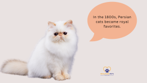 White Persian cat sitting with a fluffy tail, facing forward. An orange speech bubble reads: “In the 1800s, Persian cats became royal favorites.” Healthier Pets Today logo at the bottom center. // Healthier Pets Today
