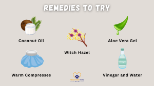 A graphic titled “Remedies to Try” showing illustrations of coconut oil, witch hazel, aloe vera gel, warm compresses, and vinegar and water as natural treatments for dog ear infections. // Healthier Pets Today