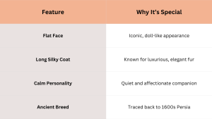 A feature chart explains why Persian cats are special, highlighting their flat face for an iconic doll-like appearance, their long silky coat known for luxurious elegant fur, their calm personality as a quiet and affectionate companion, and their history as an ancient breed traced back to 1600s Persia. // Healthier Pets Today