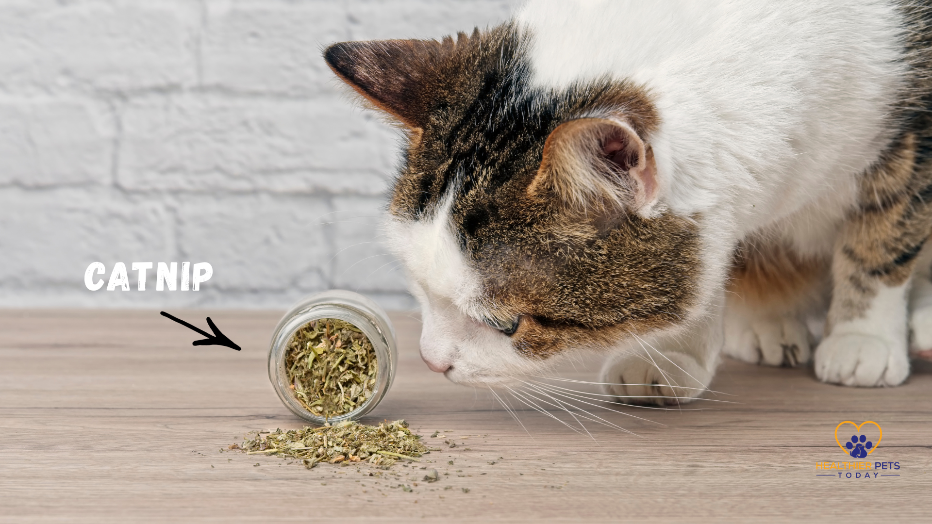 Cat sniffing catnip from a small glass jar, showing natural ways to help calm an anxious cat // Healthier Pets Today