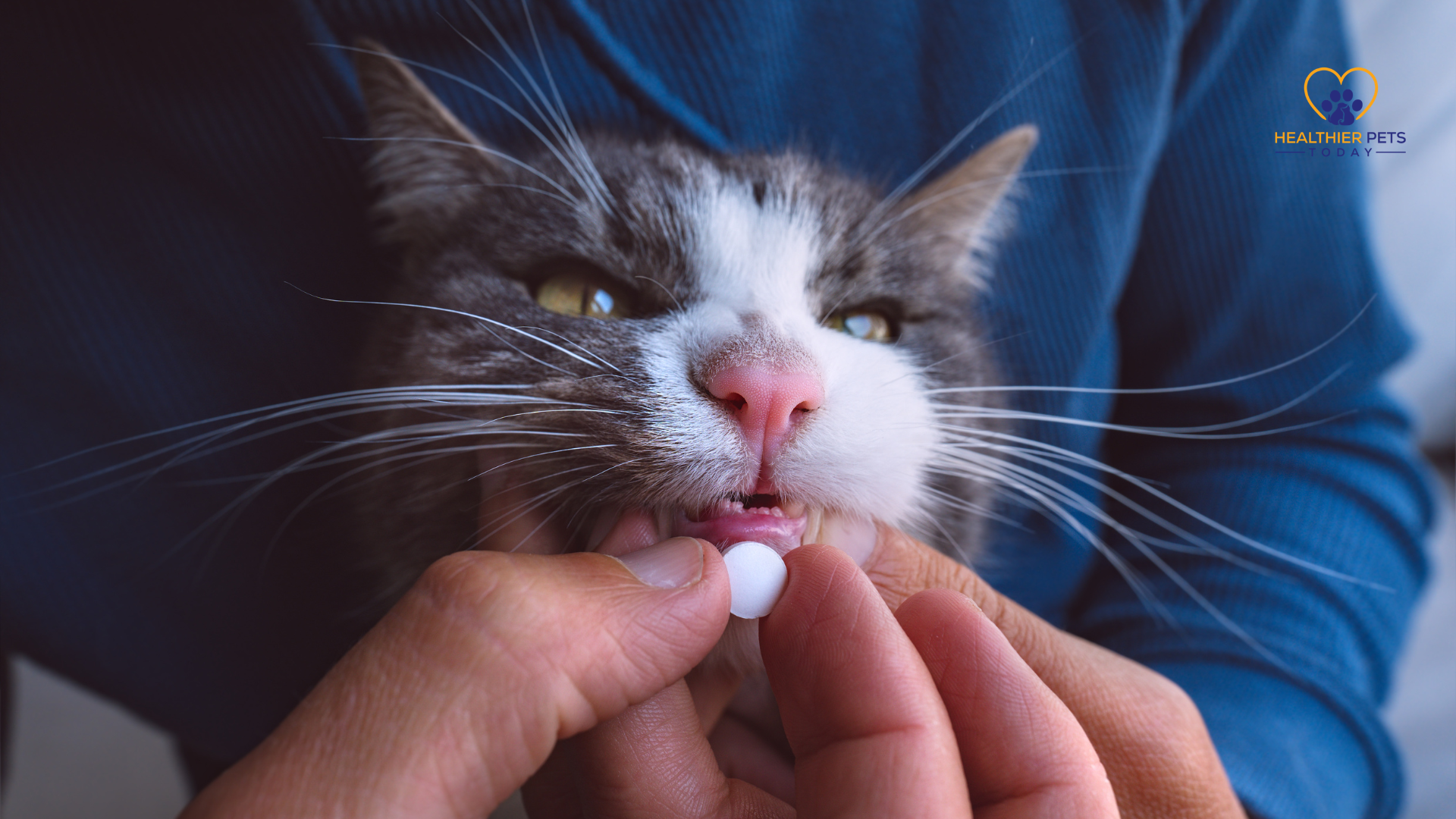 Close-up of a cat being gently given a pill by a person, illustrating types of anxiety medications for cats // Healthier Pets Today