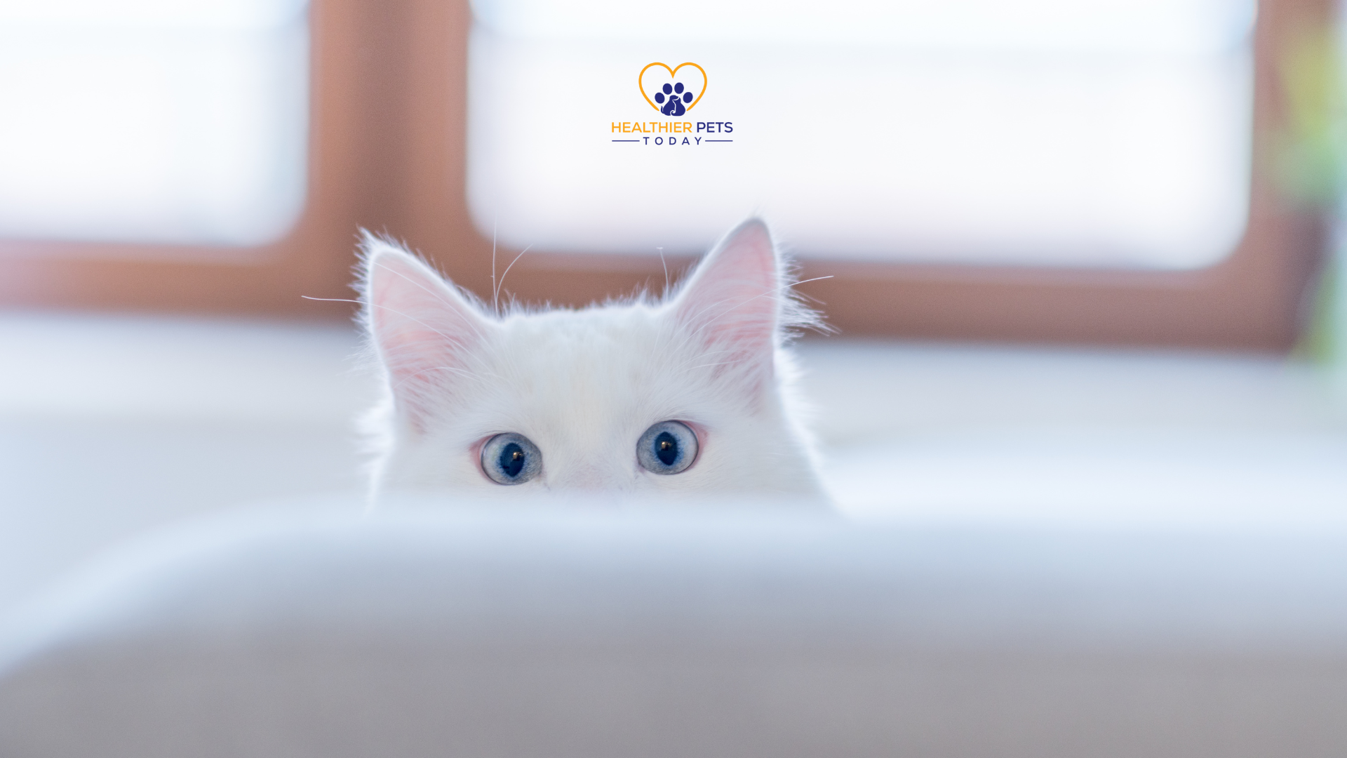 White cat peeking over a surface with wide eyes, symbolizing curiosity and signs of anxiety in cats // Healthier Pets Today