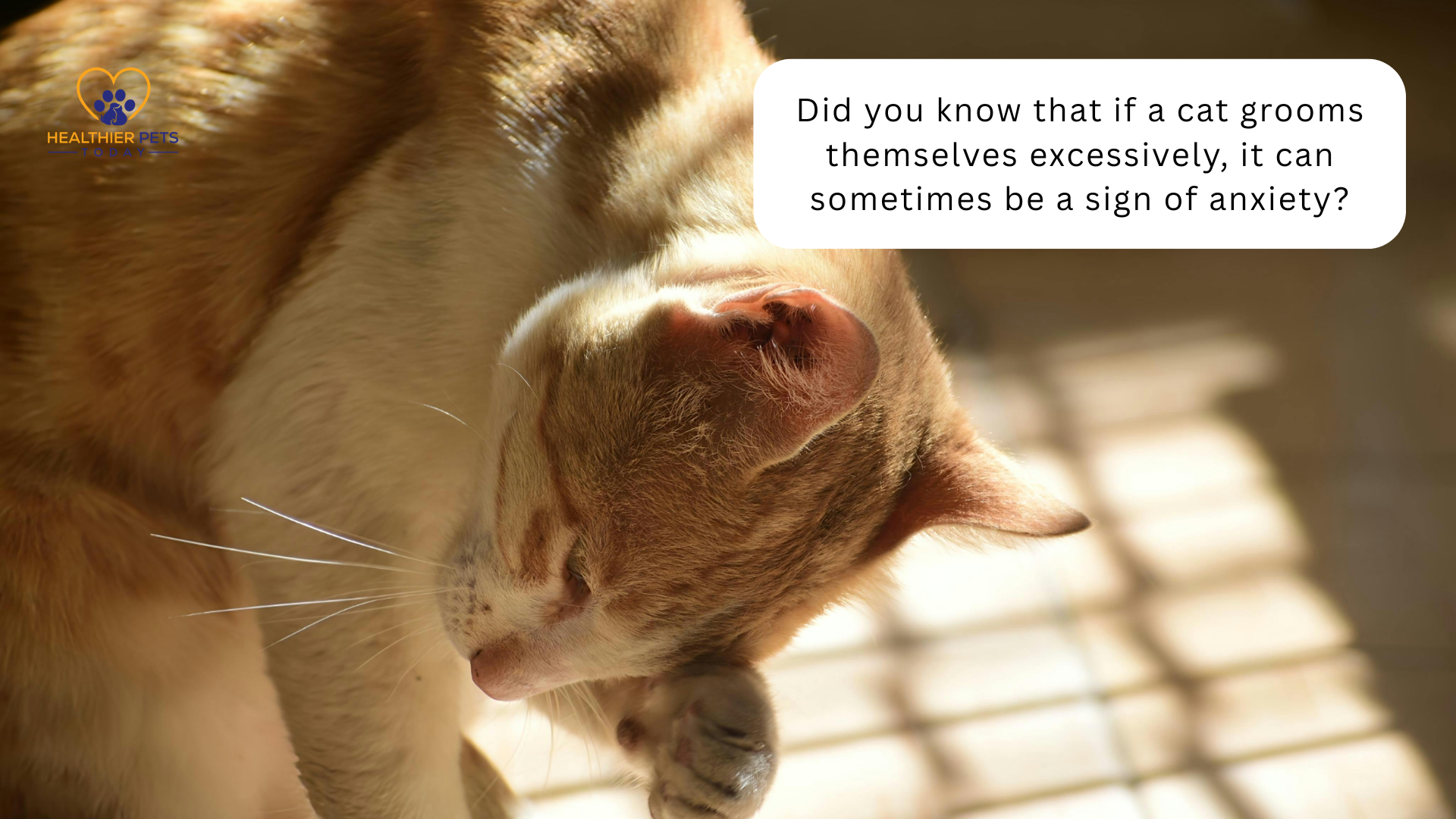 Orange cat grooming itself excessively with text about anxiety signs, highlighting when cats may need anxiety medication // Healthier Pets Today