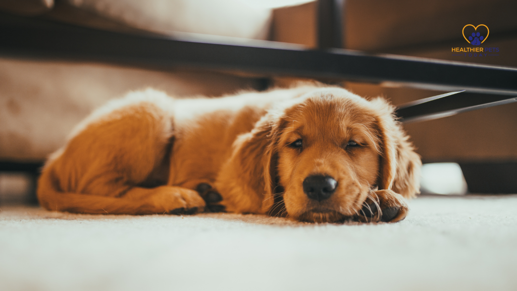 Tired golden retriever puppy lying on the floor showing signs of illness or fatigue // Healthier Pets Today