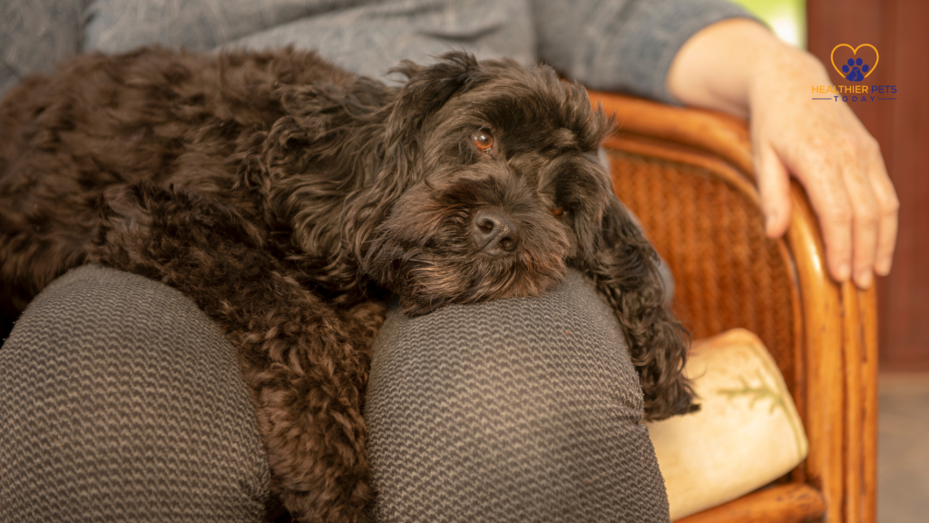 Black dog resting on a person’s lap while appearing tired or unwell // Healthier Pets Today